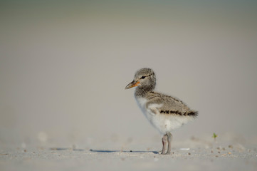 A small American Oystercatcher chick stands on a sandy beach in the bright sun with a smooth...
