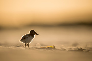 American Oystercatcher chick stands on a sandy beach glowing in the setting sunlight.