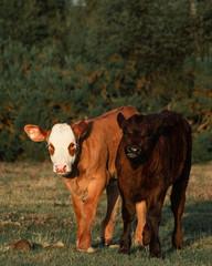 Two calves