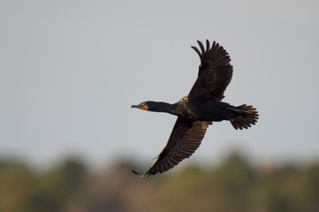 A breeding plumage Double-crested Cormorant flies in the sun with a tree and sky background.