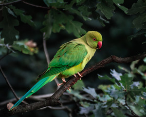 Green bird