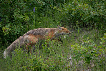 Naklejka na ściany i meble Fox Sneaking Through Tall Grass