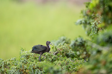 Young juvenile Glossy Ibis perched in a tree with a smooth green background in soft light.
