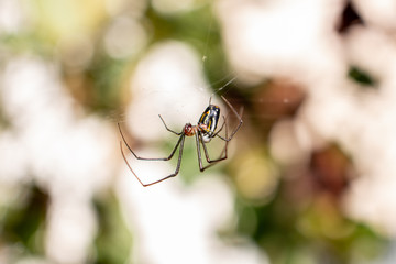 spider