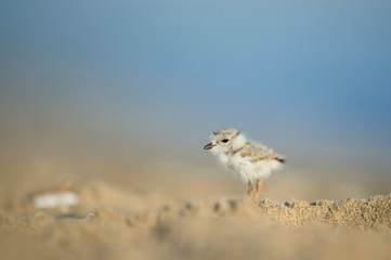 A tiny Piping Plover chick stands on a beach with a bright blue sky behind it.