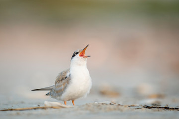 A Juvenile Common Tern calls out loudly while standing on the sandy beach in soft overcast light.