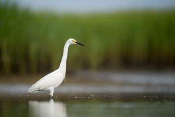 A white Snowy Egret feeds in the shallow water in a marsh with a green grass background in soft overcast light.