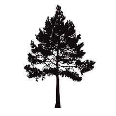 Obraz premium Silhouette of pine tree. Hand made.