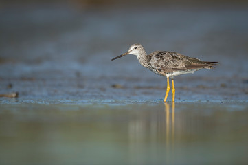 A Greater Yellowlegs wades in the shallow water with a muddy background.