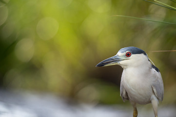 A Black-crowned Night Heron stalks in the bright green marsh grasses in soft light.