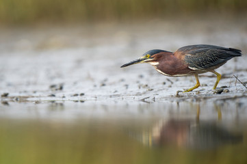 A small Green Heron stalks along the muddy edge of the water with its reflection in soft overcast light.