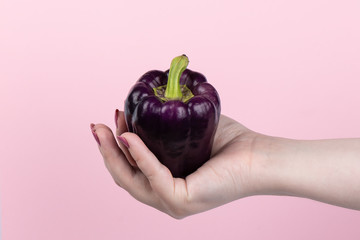 Purple sweet bell pepper in hand on a pink background.