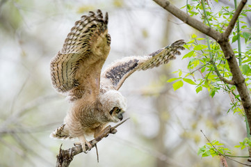 A Great-horned Owlet flaps its wings while perched on a broken branch in a forest.