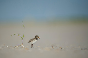 A cute American Oystercatcher Chick stands next to a single piece of grass growing on the sandy beach.