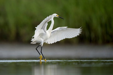 A white Snowy Egret flies over shallow water in a marsh with a green grass background in soft overcast light.