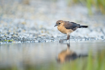 A light brown female Common Grackle stands in the mud searching for food in soft overcast light wth its reflection in the water.