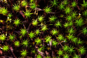 green moss macro close up pattern wallpaper structure herb