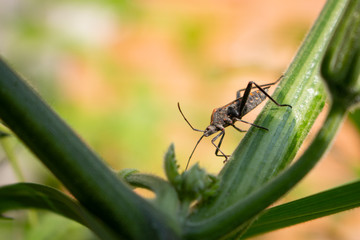 insect