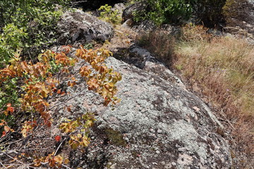 Wildlife of Ukraine - stones, moss, grass and rocks close-up.