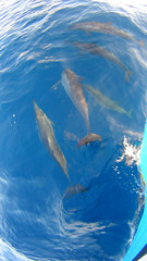 Dolphins Maldives