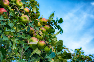 Apple tree with fruits and leaves