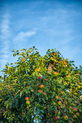 Fototapeta na wymiar Apple tree with fruits and leaves