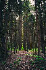 Obraz premium trees in the forest