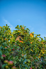 Apple tree with fruits and leaves