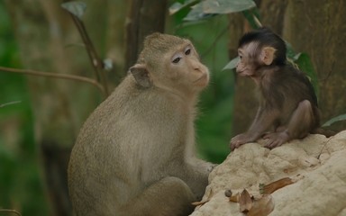 mother monkey thought about life