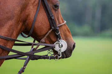 Head of a chestnut horse in sport polo bridle with reins on green field background