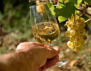 D&eacute;guster un bon vin blanc