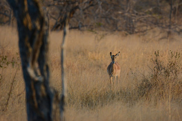 Impala solitario