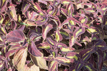 background of green leaves