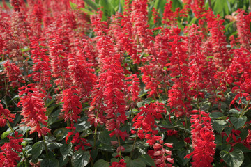 red flowers in the garden