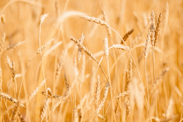 Ripe wheat develops in wind close-up sunset light