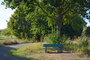 sitzbank unter einem baum