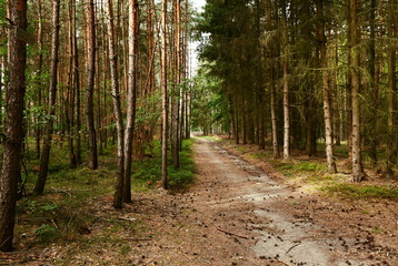 Fototapeta premium way out of the city