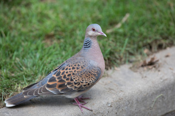 close-up portrait of an urban pigeon