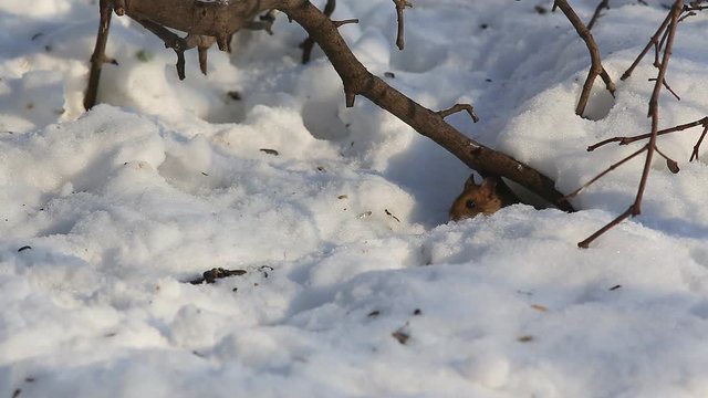 Striped field mouse (Apodemus agrarius) drags sunflower seeds in the hole