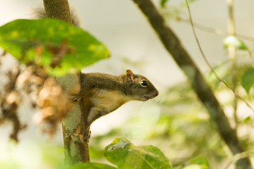 Esquilo - Monte Verde 