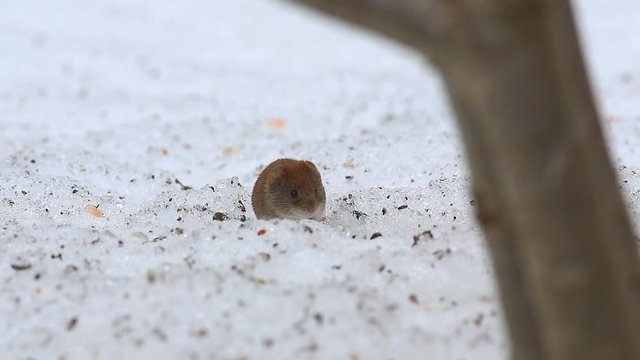 Common vole (Microtus arvalis) eats a sunflower seed while sitting in a snow