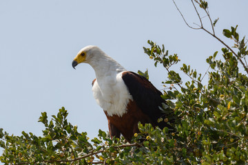 Aquila calva nel parco Kruger