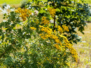 Tanacetum vulgare - Magnifiques fleurs de tanaisie commune de couleur jaune or 