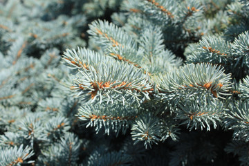 Blue Spruce Evergreen Pine Shrub