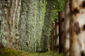 A beautiful alley of moss-covered trees and an old wooden fence