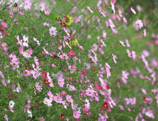 Fototapeta premium autumn september is a beautiful meadow of wildflowers