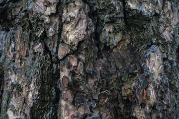 bark of a very old tree, texture, close up