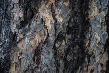 bark of a very old tree, texture, close up