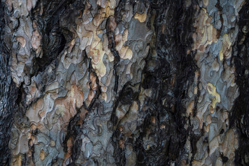 bark of a very old tree, texture, close up