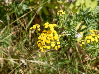 Tanacetum vulgare - Tanaisie commune ou tanacée
